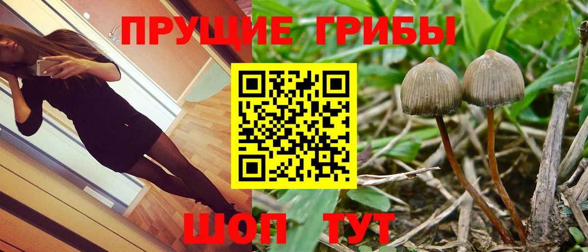Сосновый Бор  Псилоцибиновые грибы Psilocybe  Псилоцибиновые грибы MAGIC MUSHROOMS  Вход с VPN 